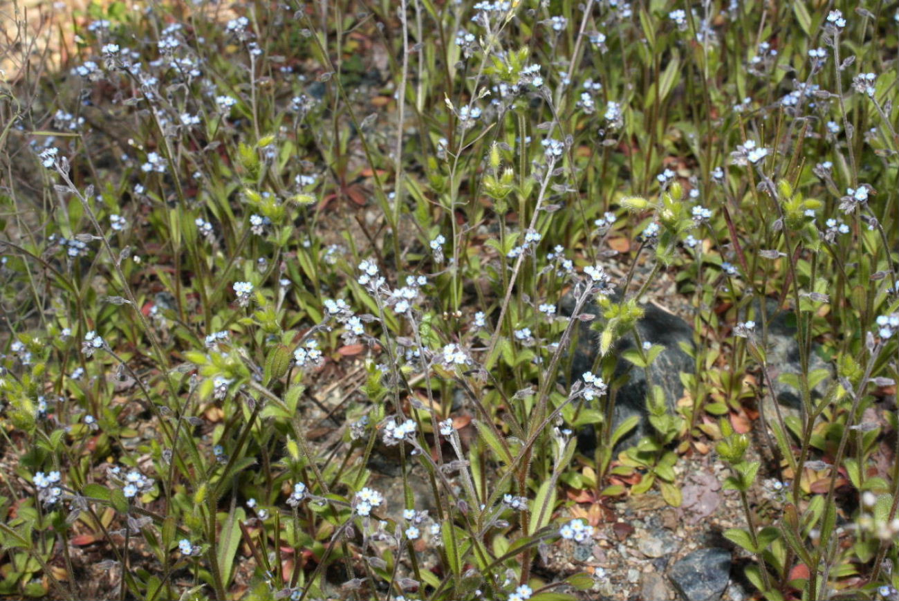 Myosotis da determinare ?